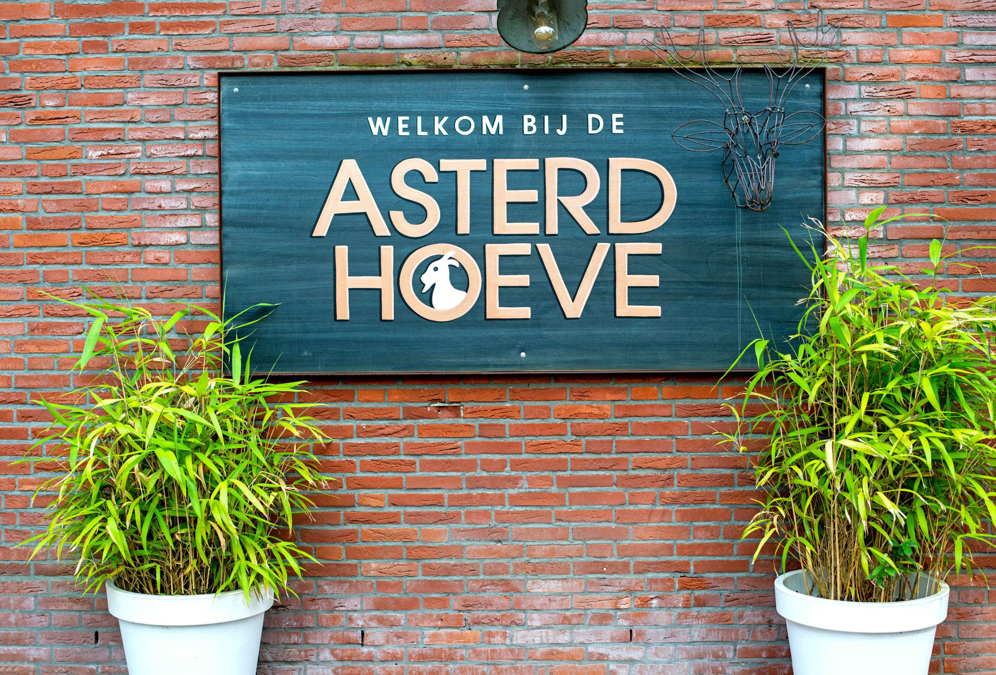 24091401asterdhoeve[2]jb